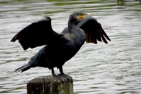 incredibly cute Bird Flies Lake