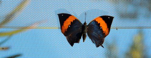 Butterfly Sky Close Up