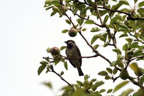 bird sits on a pear tree