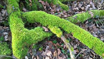 Moss Nature Forest Tree