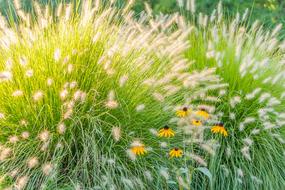 Grass Flowers Green