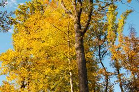 Forest Autumn Yellow