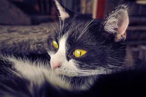 Beautiful black and white lying domestic cat