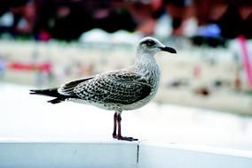 incredible Seagull Bird Sea