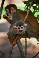 Brazil Monkeys