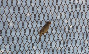 sparrow is sitting on a metal grate