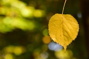 Leaf Yellow Leaves