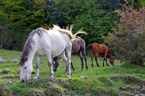 gorgeous Horse Foal