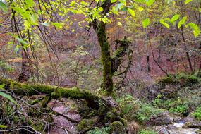 Forest Mountain Tree