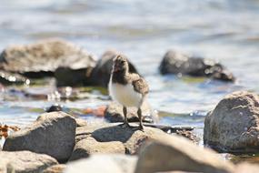 gorgeous Bird Chick Cub