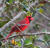 red bird on a tree branch with blurred background