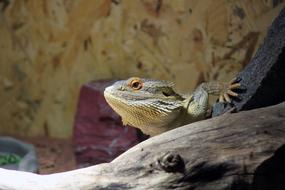 Pogona Vitticeps