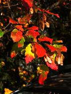 Leaves Fall Autumn