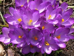 Purple Flower