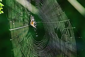 spider crusader on the web
