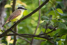 Great Kiskadee Bird perched on the branch