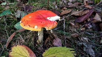 Fly Agaric toxic Mushroom in Forest