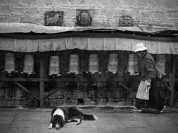 dog and prayer in Tibet