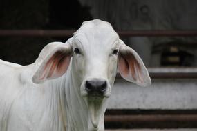 farm cow with large ears