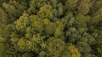 Tree Forest Nature