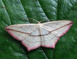 pink moth on a green leaf