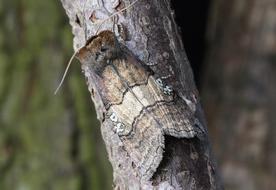 Cossus cossus, goat moth on branch close-up on blurred background