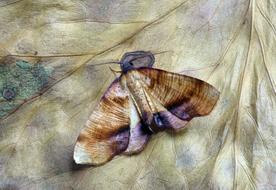 big Moth Macro
