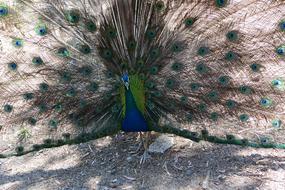 Peacock, Fluffed up Bird