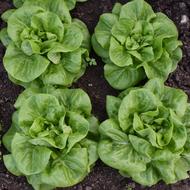 green cabbage in the ground