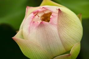 Lotus Flowering Plant