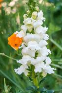 Lupin Flower Yellow Close