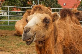 Zoo Camel Circus