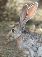 Wild Antelope Jackrabbit