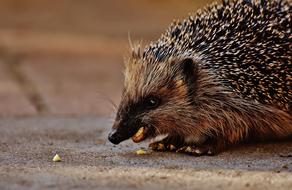 incredible Hedgehog Young