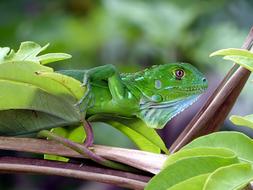 green lizard on a tropical tree on Costa Rica