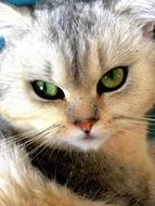 domestic cat with gorgeous eyes