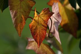 dry Leaf at Autumn