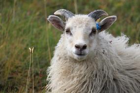 fluffy farm goat in the field