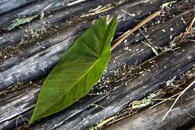 Green Leaf on wood