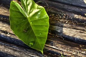 Leaf Lines Green