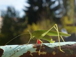 Close-up of the beautiful, green grasshopper on the rusty metal