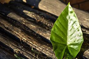 Leaf Wood Nature