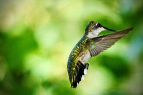 Beautiful and colorful, cute, flying hummingbird, at blurred background