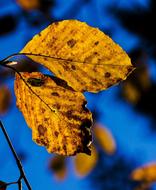Nature Autumn Foliage