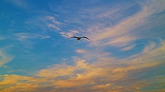 flying seagull at colorful sunset Sky