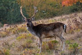 Fallow Deer Antler