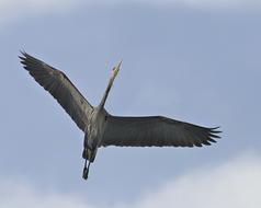 Great Blue Heron Flying