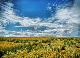 harvest Field Corn Agriculture