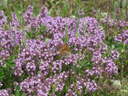 spotted butterfly on a blooming purple field