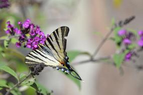 gorgeous Butterfly with Tigerprint